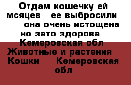 Отдам кошечку ей мсяцев 4,ее выбросили 13 04 она очень истощена но зато здорова - Кемеровская обл. Животные и растения » Кошки   . Кемеровская обл.